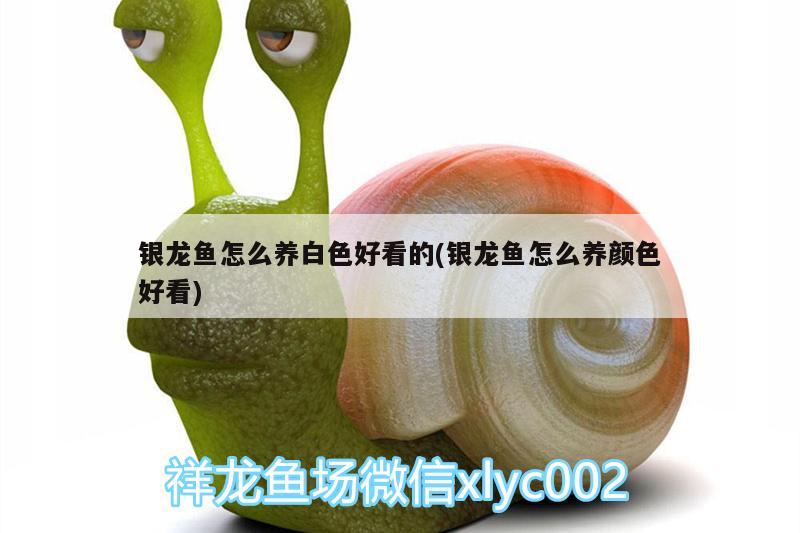 银龙鱼怎么养白色好看的(银龙鱼怎么养颜色好看)