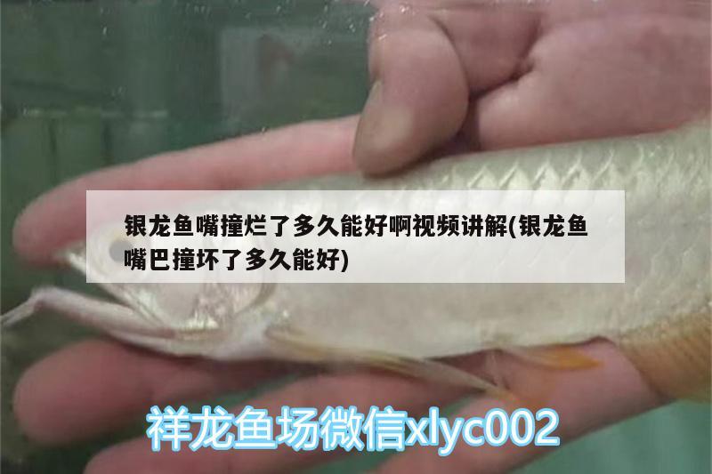 银龙鱼嘴撞烂了多久能好啊视频讲解(银龙鱼嘴巴撞坏了多久能好)