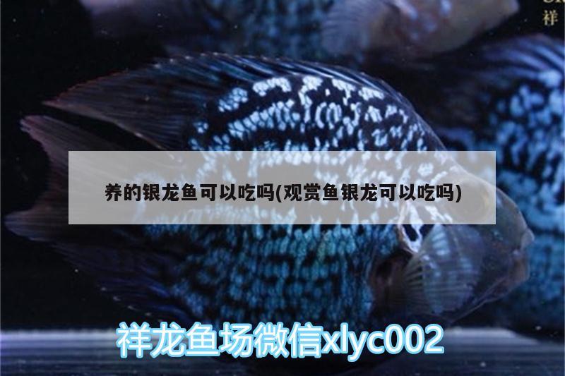 养的银龙鱼可以吃吗(观赏鱼银龙可以吃吗) 银龙鱼