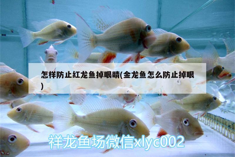 怎样防止红龙鱼掉眼睛(金龙鱼怎么防止掉眼)