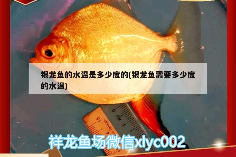 银龙鱼的水温是多少度的(银龙鱼需要多少度的水温) 银龙鱼