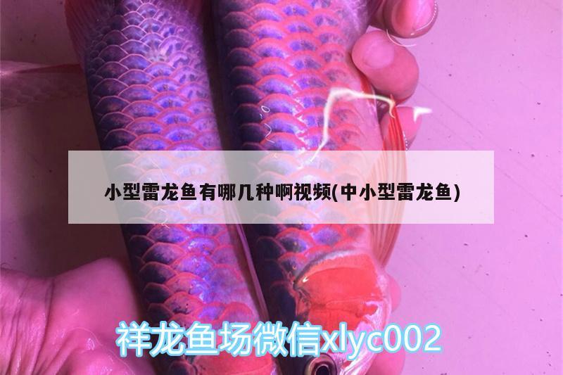 小型雷龙鱼有哪几种啊视频(中小型雷龙鱼)