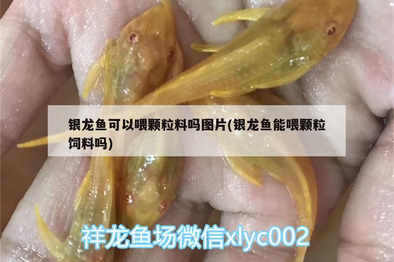 银龙鱼可以喂颗粒料吗图片(银龙鱼能喂颗粒饲料吗) 银龙鱼