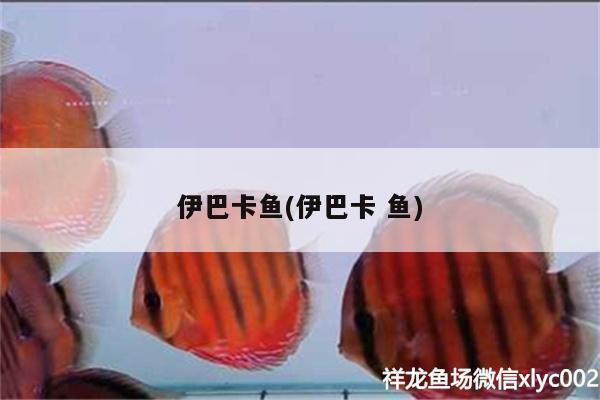 伊巴卡鱼(伊巴卡鱼) 伊巴卡鱼