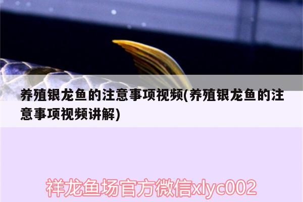 养殖银龙鱼的注意事项视频(养殖银龙鱼的注意事项视频讲解)