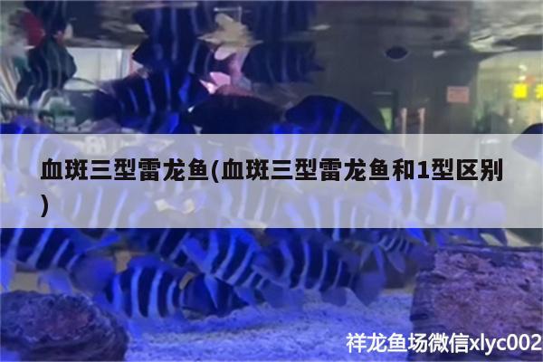 血斑三型雷龙鱼(血斑三型雷龙鱼和1型区别) 萨伊蓝鱼