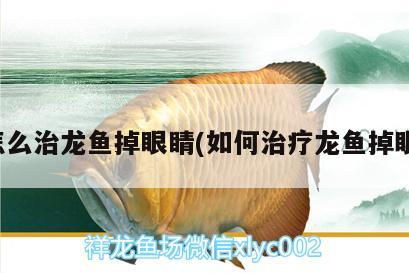 怎么治龙鱼掉眼睛(如何治疗龙鱼掉眼)