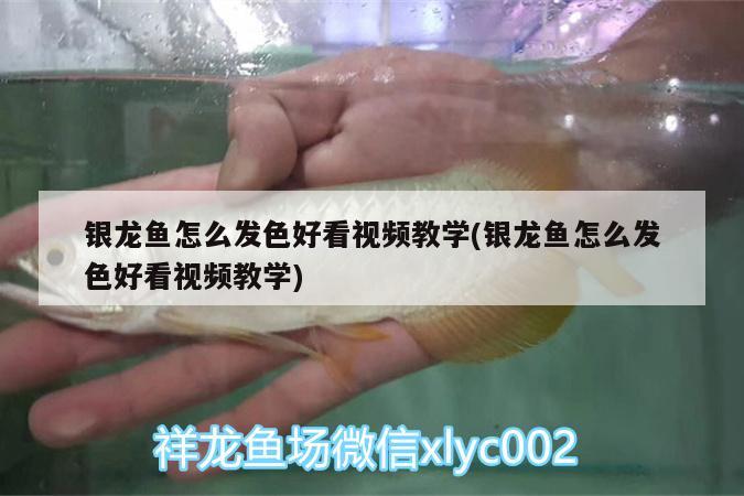 银龙鱼怎么发色好看视频教学(银龙鱼怎么发色好看视频教学) 银龙鱼