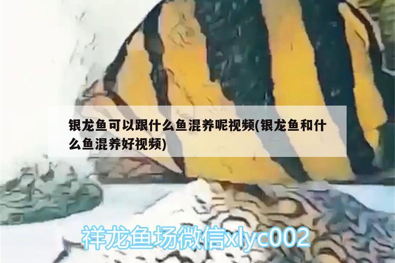 银龙鱼可以跟什么鱼混养呢视频(银龙鱼和什么鱼混养好视频)