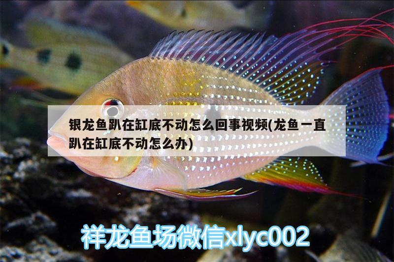 银龙鱼趴在缸底不动怎么回事视频(龙鱼一直趴在缸底不动怎么办)