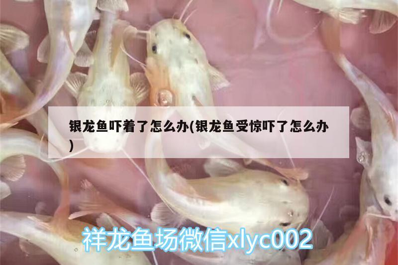 银龙鱼吓着了怎么办(银龙鱼受惊吓了怎么办)