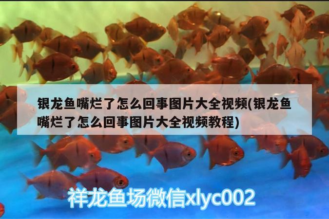 银龙鱼嘴烂了怎么回事图片大全视频(银龙鱼嘴烂了怎么回事图片大全视频教程) 银龙鱼