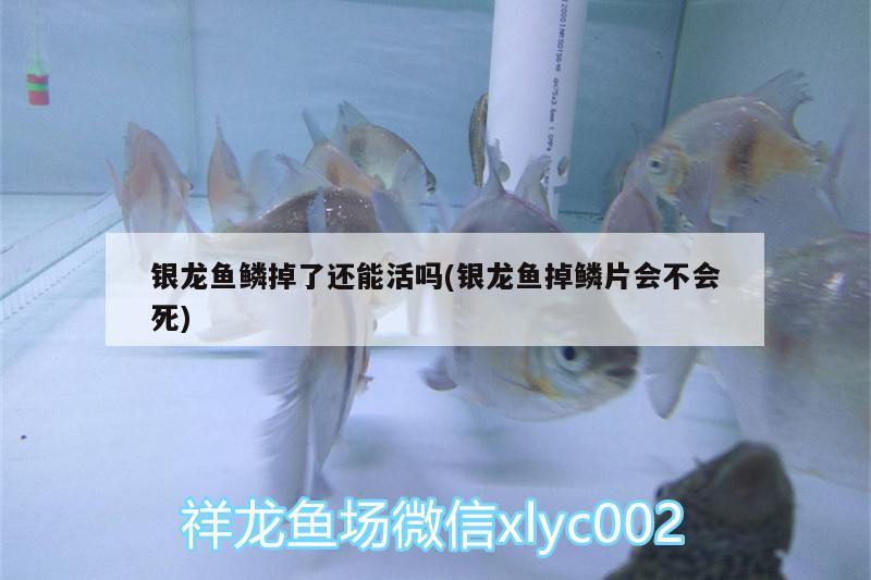 银龙鱼鳞掉了还能活吗(银龙鱼掉鳞片会不会死) 银龙鱼