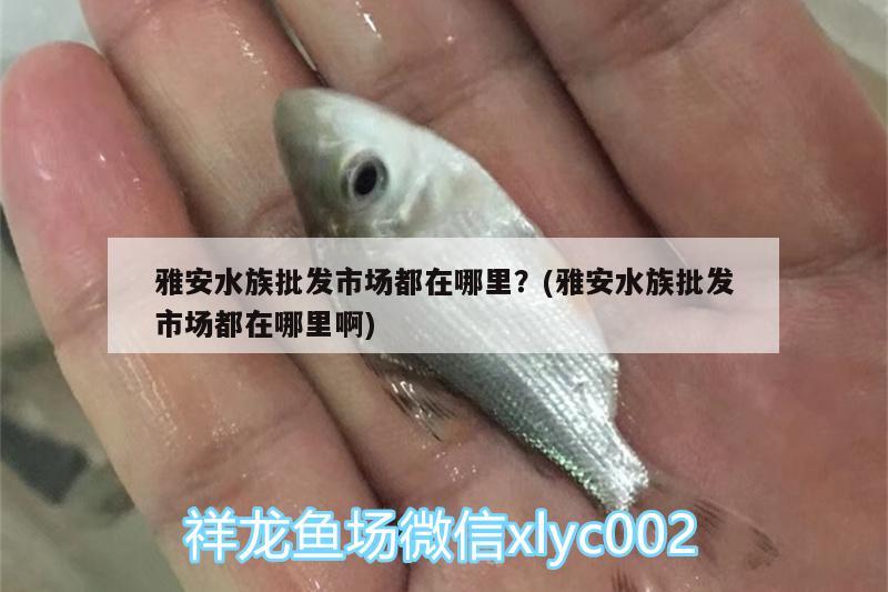 雅安水族批发市场都在哪里？(雅安水族批发市场都在哪里啊)