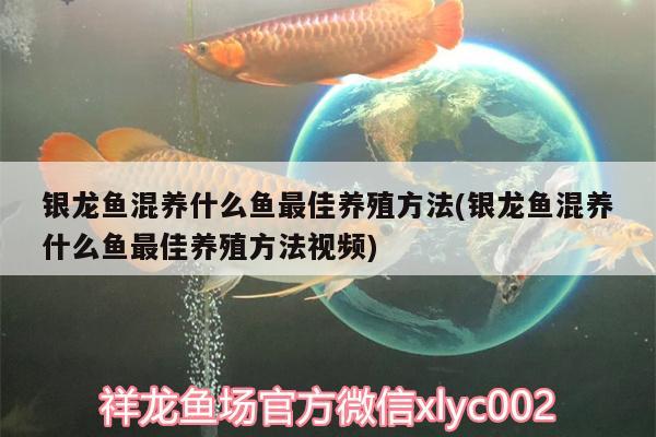 银龙鱼混养什么鱼最佳养殖方法(银龙鱼混养什么鱼最佳养殖方法视频)