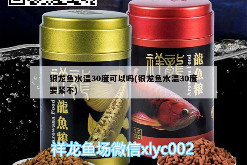 银龙鱼水温30度可以吗(银龙鱼水温30度要紧不)