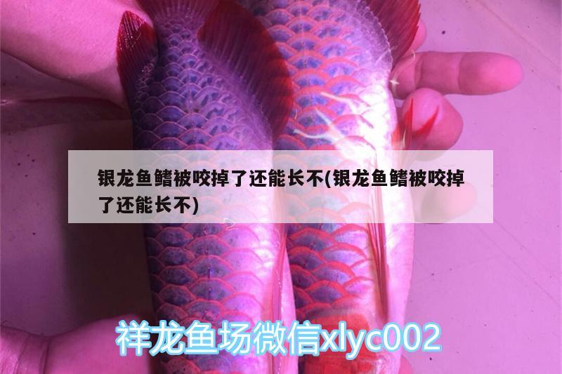 银龙鱼鳍被咬掉了还能长不(银龙鱼鳍被咬掉了还能长不) 银龙鱼