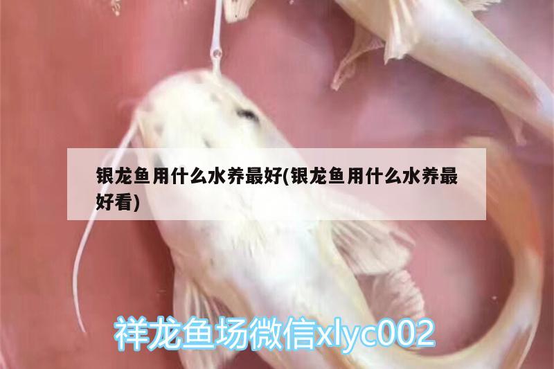 银龙鱼用什么水养最好(银龙鱼用什么水养最好看)