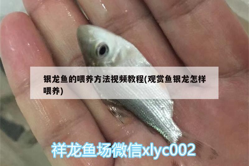 银龙鱼的喂养方法视频教程(观赏鱼银龙怎样喂养)