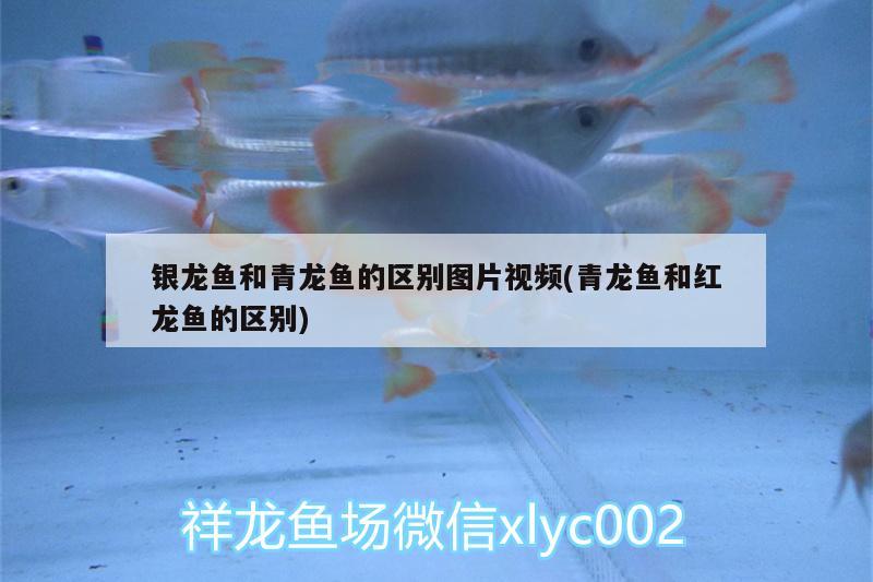 银龙鱼和青龙鱼的区别图片视频(青龙鱼和红龙鱼的区别) 青龙鱼