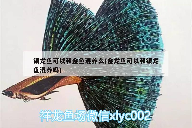 银龙鱼可以和金鱼混养么(金龙鱼可以和银龙鱼混养吗) 银龙鱼 第1张