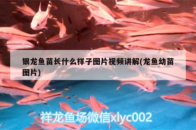 银龙鱼苗长什么样子图片视频讲解(龙鱼幼苗图片)