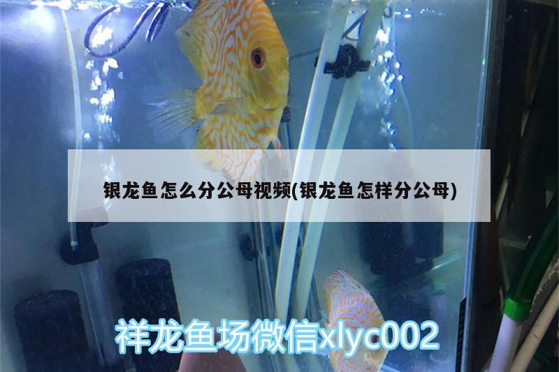 银龙鱼怎么分公母视频(银龙鱼怎样分公母) 银龙鱼