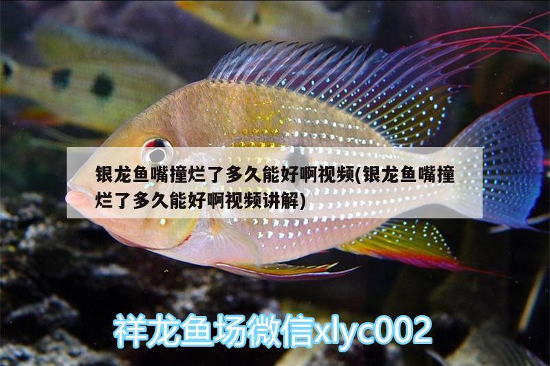 银龙鱼嘴撞烂了多久能好啊视频(银龙鱼嘴撞烂了多久能好啊视频讲解) 银龙鱼