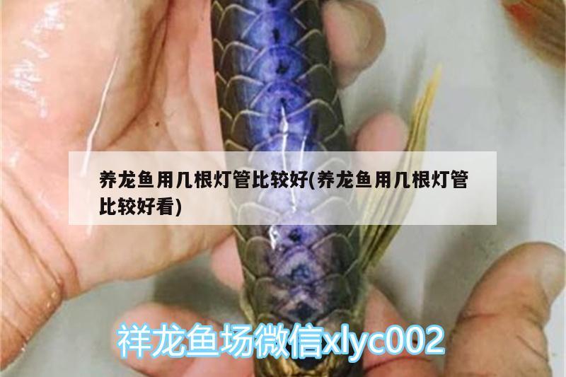 养龙鱼用几根灯管比较好(养龙鱼用几根灯管比较好看) 狗仔招财猫鱼