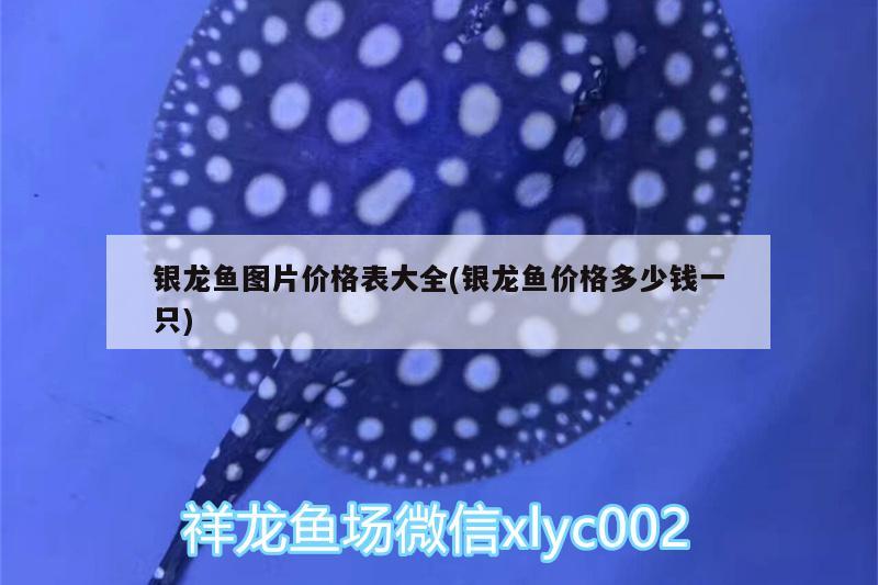 银龙鱼图片价格表大全(银龙鱼价格多少钱一只)