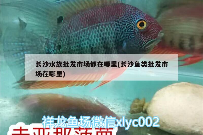 长沙水族批发市场都在哪里(长沙鱼类批发市场在哪里) 观赏鱼水族批发市场