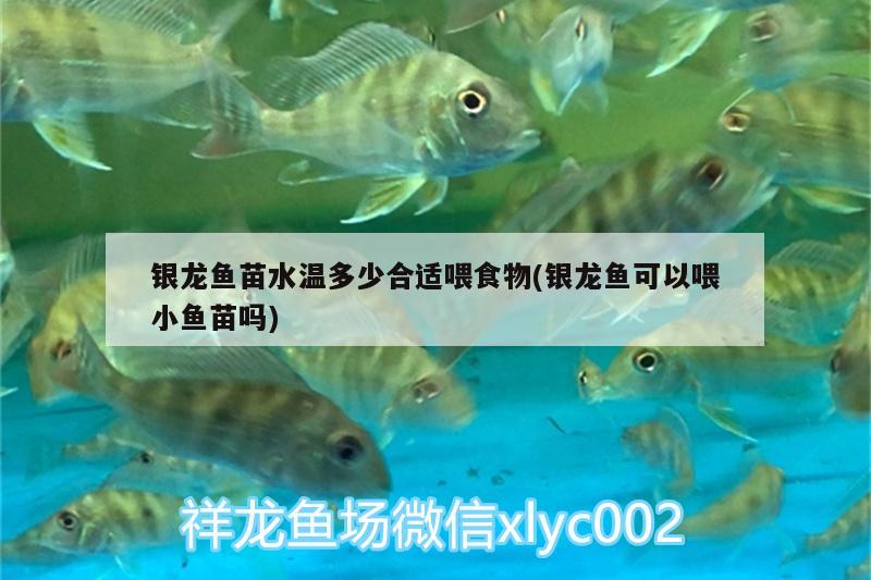 银龙鱼苗水温多少合适喂食物(银龙鱼可以喂小鱼苗吗) 银龙鱼