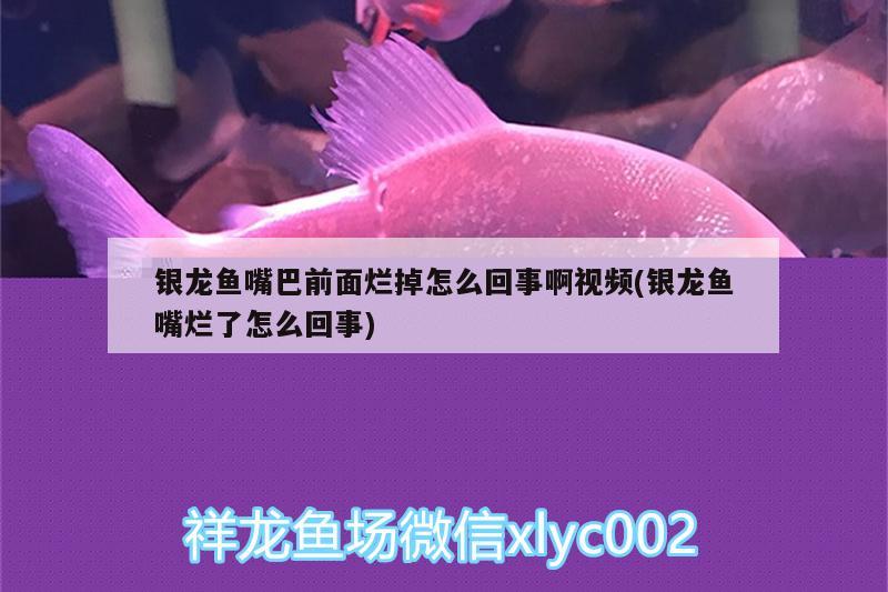 银龙鱼嘴巴前面烂掉怎么回事啊视频(银龙鱼嘴烂了怎么回事) 银龙鱼