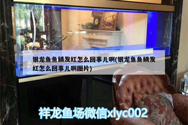 银龙鱼鱼鳞发红怎么回事儿啊(银龙鱼鱼鳞发红怎么回事儿啊图片)