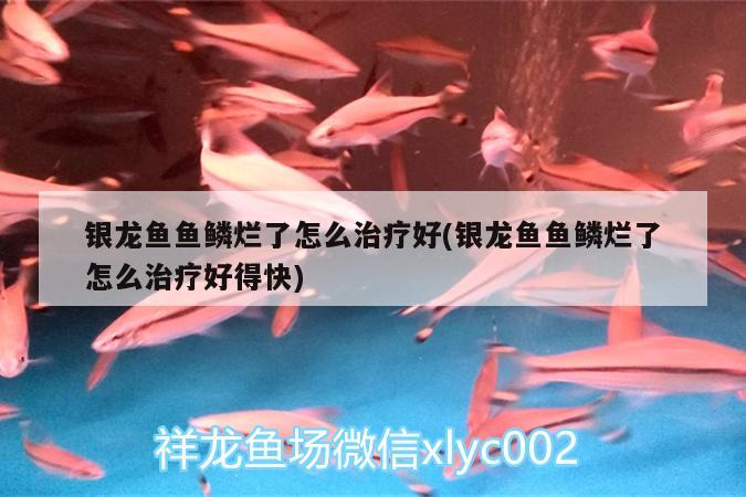 银龙鱼鱼鳞烂了怎么治疗好(银龙鱼鱼鳞烂了怎么治疗好得快)