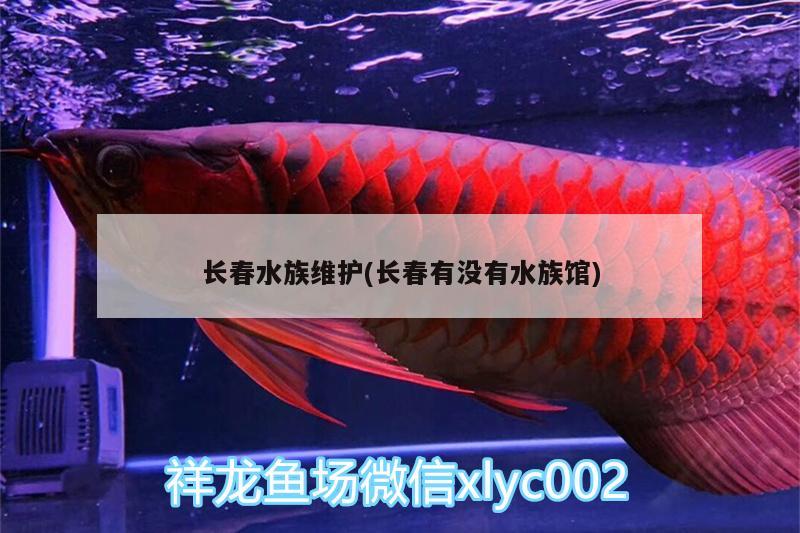 长春水族维护(长春有没有水族馆)