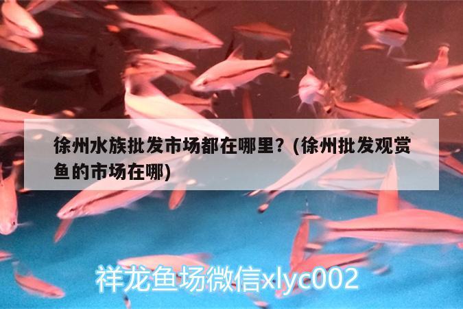 徐州水族批发市场都在哪里？(徐州批发观赏鱼的市场在哪) 观赏鱼水族批发市场