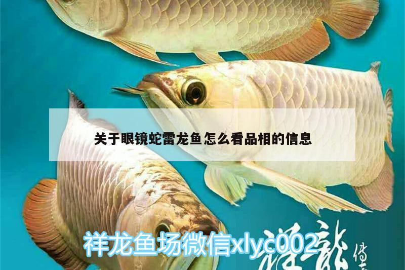 关于眼镜蛇雷龙鱼怎么看品相的信息