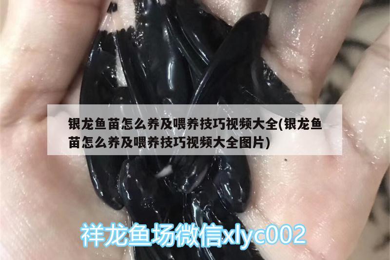 银龙鱼苗怎么养及喂养技巧视频大全(银龙鱼苗怎么养及喂养技巧视频大全图片) 银龙鱼