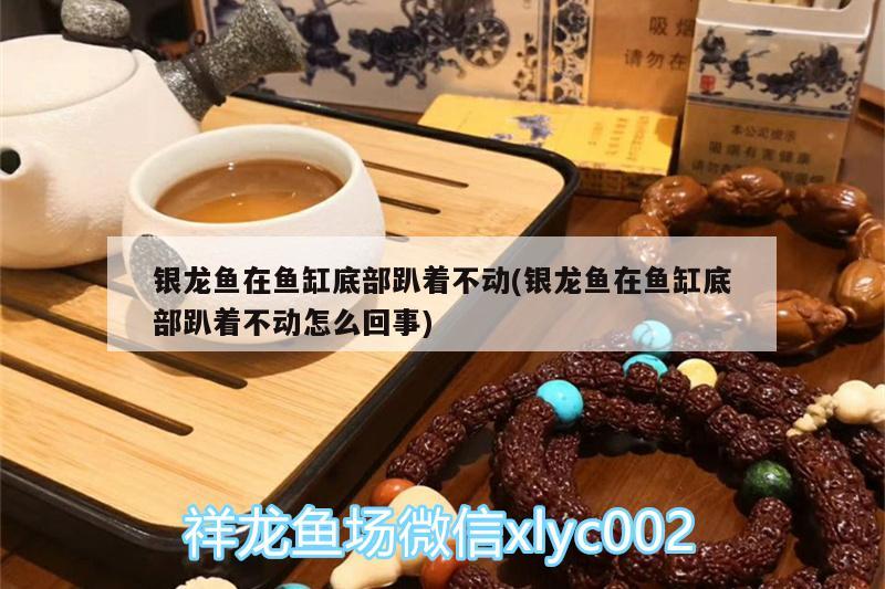 银龙鱼在鱼缸底部趴着不动(银龙鱼在鱼缸底部趴着不动怎么回事)