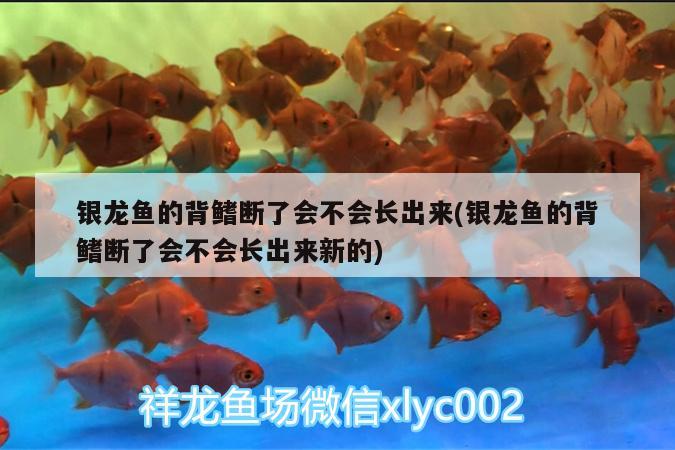 银龙鱼的背鳍断了会不会长出来(银龙鱼的背鳍断了会不会长出来新的) 银龙鱼