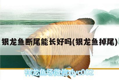 银龙鱼断尾能长好吗(银龙鱼掉尾)