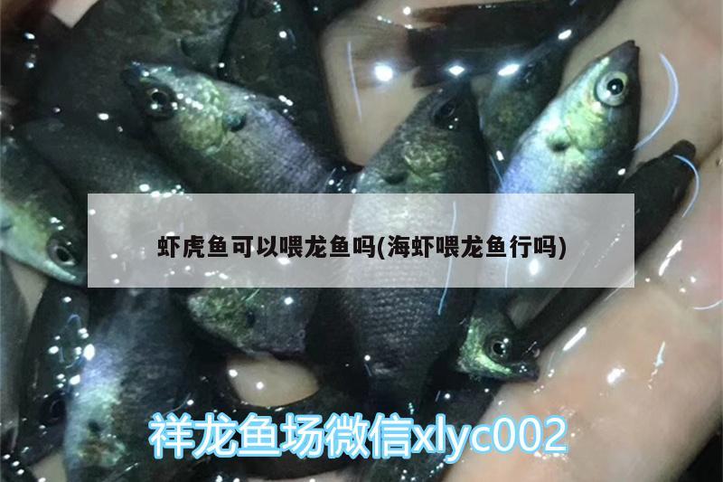 虾虎鱼可以喂龙鱼吗(海虾喂龙鱼行吗) 虎鱼百科