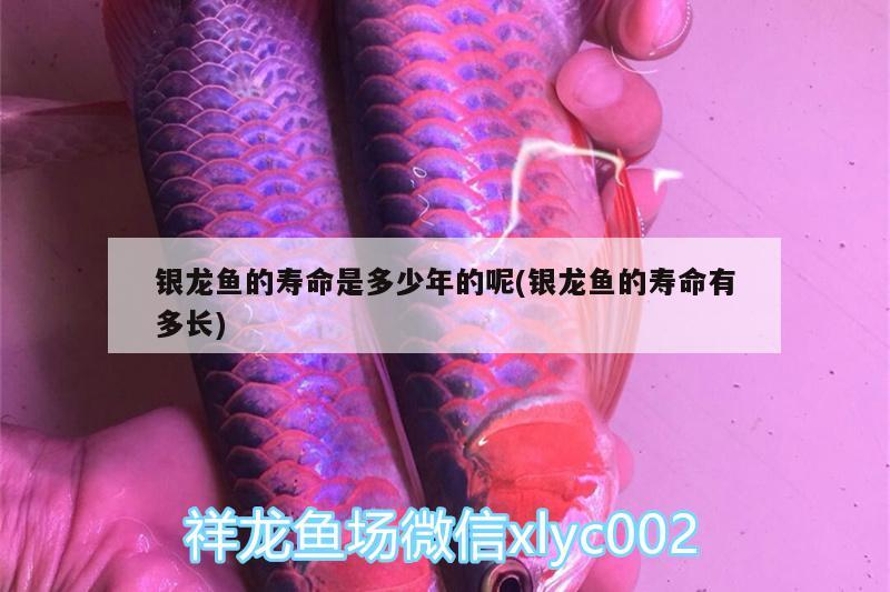 银龙鱼的寿命是多少年的呢(银龙鱼的寿命有多长)