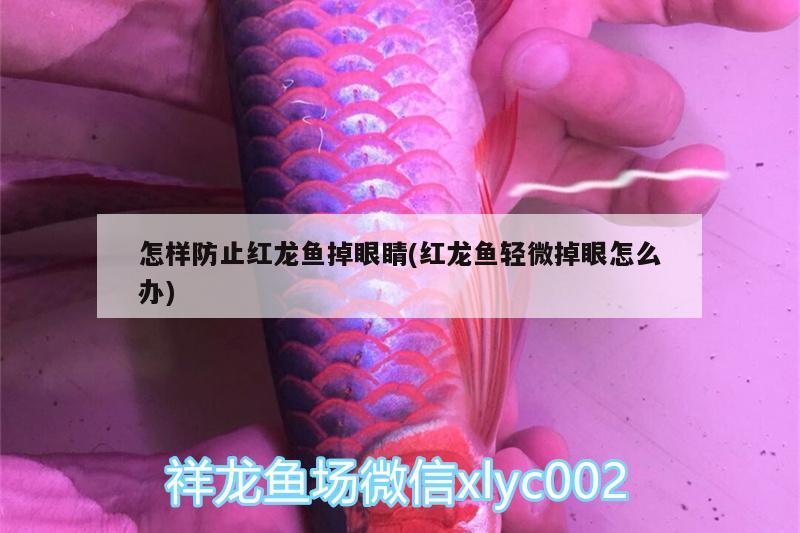 怎样防止红龙鱼掉眼睛(红龙鱼轻微掉眼怎么办)