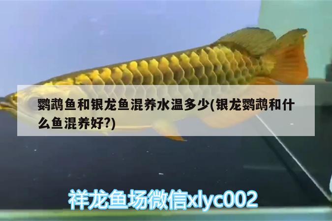 鹦鹉鱼和银龙鱼混养水温多少(银龙鹦鹉和什么鱼混养好?)