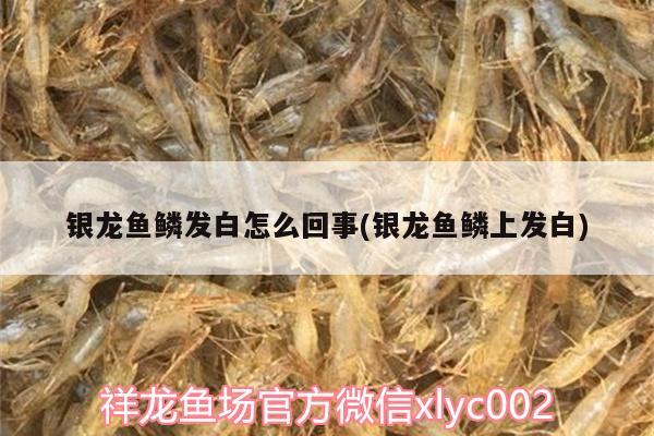 银龙鱼鳞发白怎么回事(银龙鱼鳞上发白)