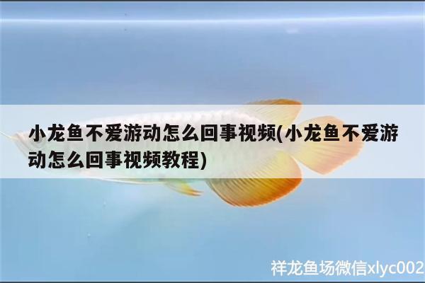 小龙鱼不爱游动怎么回事视频(小龙鱼不爱游动怎么回事视频教程) 观赏鱼