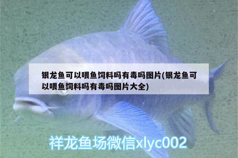 银龙鱼可以喂鱼饲料吗有毒吗图片(银龙鱼可以喂鱼饲料吗有毒吗图片大全)