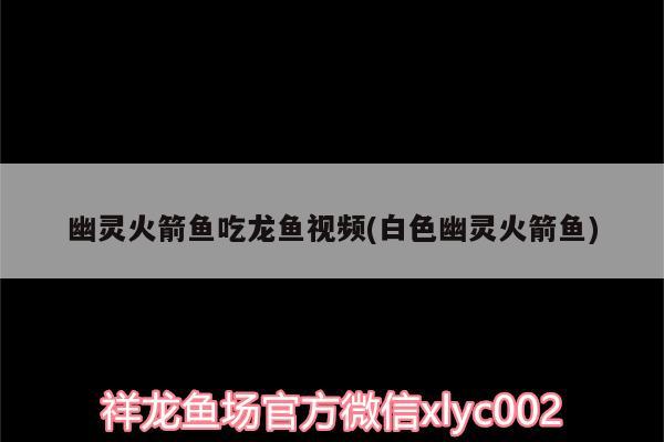 幽灵火箭鱼吃龙鱼视频(白色幽灵火箭鱼)